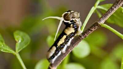 Scientists tracked a rare Florida butterfly for 35 years and found hurricanes were unexpectedly helping its population recover