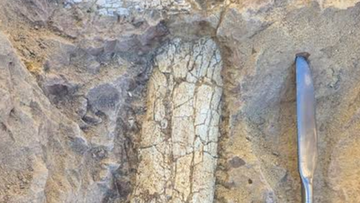 Crews digging 12 feet below a California infrastructure project uncovered 40- to 45-million-year-old bones of a large hoofed mammal; paleontologists spent seven days extracting the fossil from hardened rock