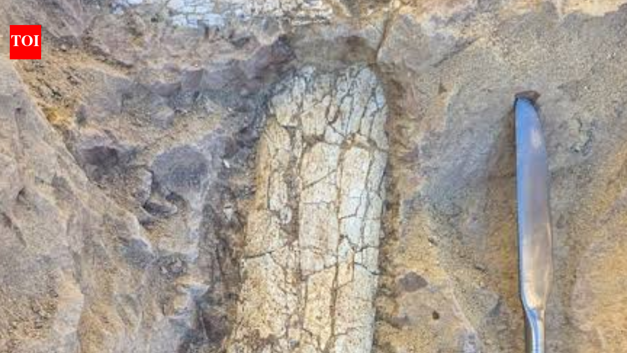 Ancient Mammal Fossil Unearthed: Workers find 40–45 million-year-old bones; scientists probe mystery species