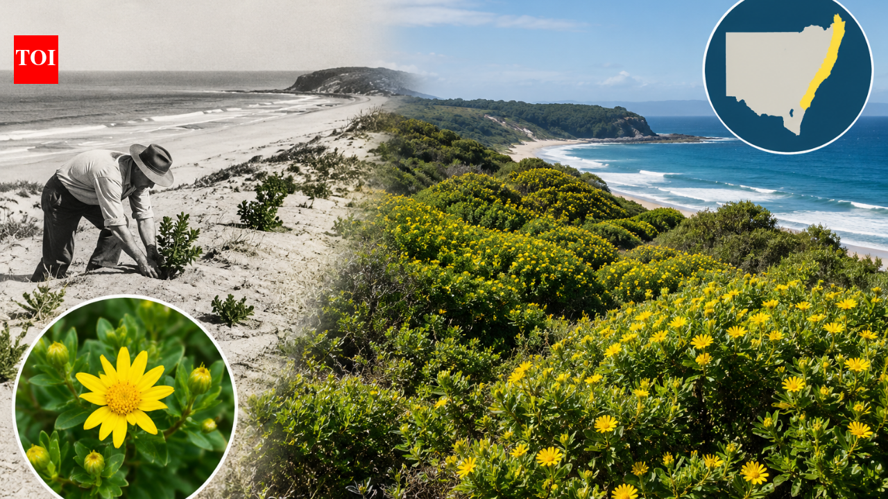 NSW planted bitou bush to stabilise dunes; it now threatens native ecosystems across 46% of coast