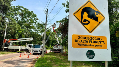 Eight rope bridges over an Amazon road recorded 15,000 wildlife crossings in Brazil; not a single roadkill was recorded