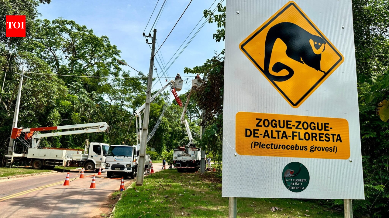 Eight Amazon rope bridges logged 15,000 wildlife crossings with zero roadkill in Brazil