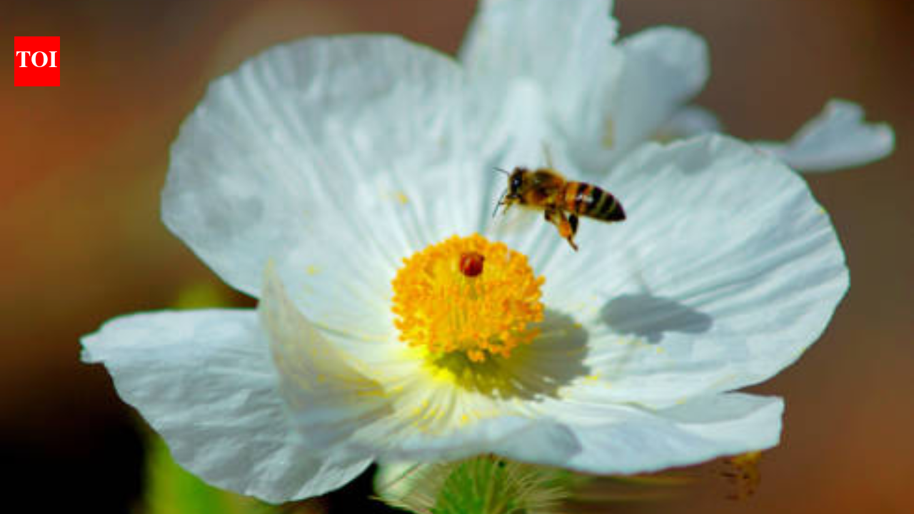 Mojave Desert search finds 6 new bee population groups; why tiny poppy specialist escaped endangered listing