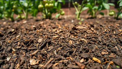 Meet Wileidy Feliciano-Rivera, the Puerto Rico student who turned plantain peels into mulch that cut weed growth by 53%