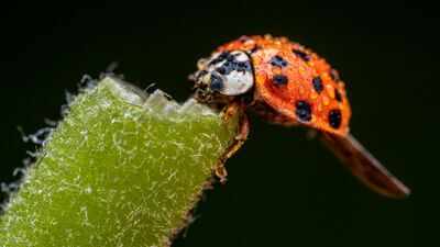 In 1916, the US began releasing Asian lady beetles to control aphids and scale insects; decades later Harmonia axyridis became invasive and was linked to declines of native ladybirds