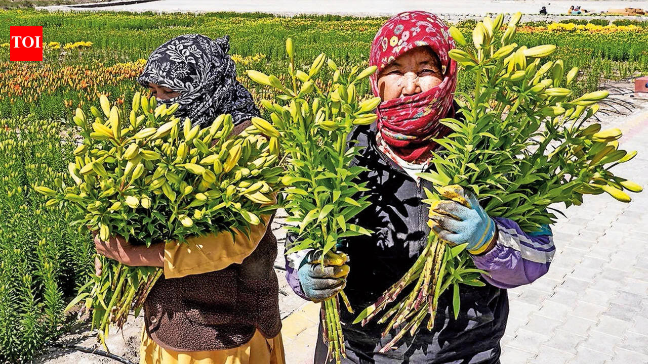 Zero sweat for India as economy drought