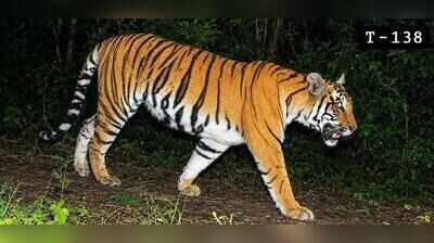 Foresters won’t rush Buxa tigress into the wild