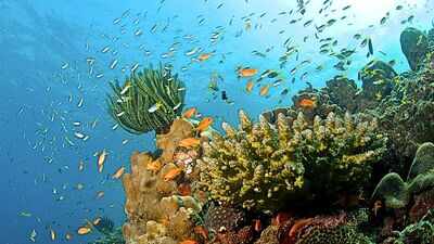 Florida researchers shaded corals during the 2024 heatwave; two ...