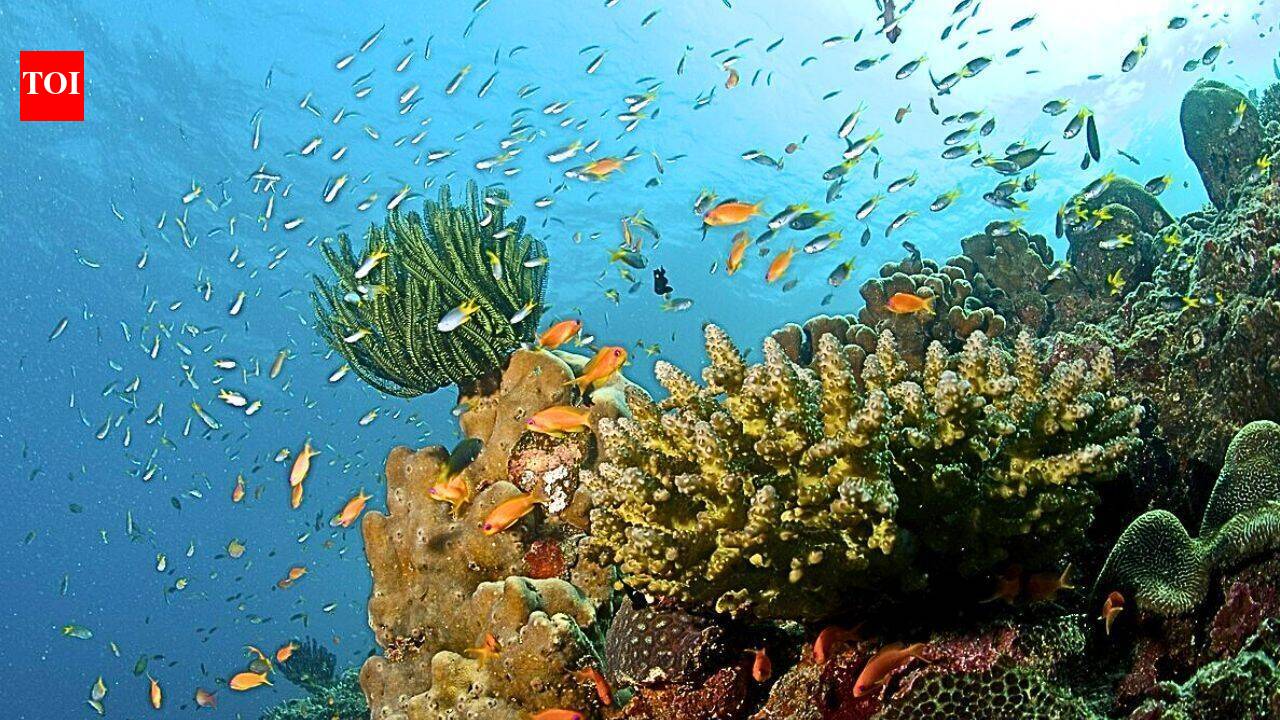 Florida researchers shaded corals during the 2024 heatwave; two Caribbean species regained colour while unshaded corals kept paling
