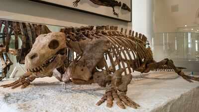 A 345-million-year-old fossil called Lizzie was thought to be an early reptile, but X-rays reveal a different story