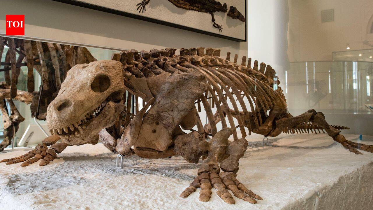 A 345-million-year-old fossil called Lizzie was thought to be an early reptile, but X-rays reveal a different story
