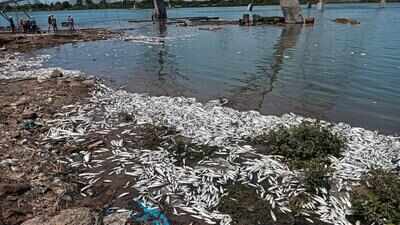 A month after mass fish death, Ennore fishers flag inaction by authorities; plan on plugging sewage intrusion points with sand bags