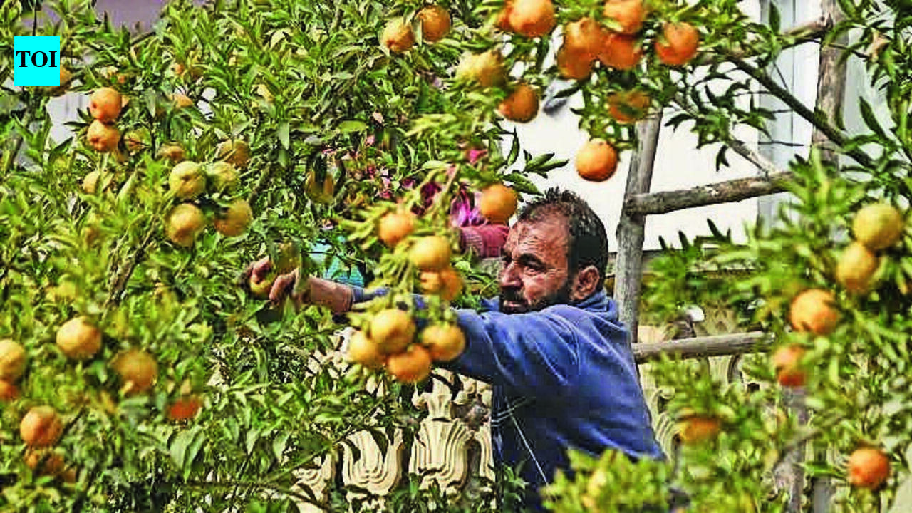 Orange growers in drought-hit Amravati wait for approved crop insurance payout