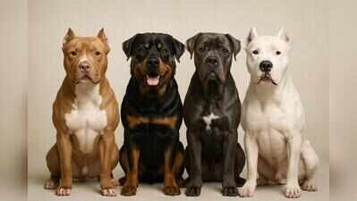 Goa defers ban on four ‘ferocious’ dog breeds