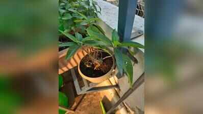 Residents turn balconies, terraces into home medicinal gardens