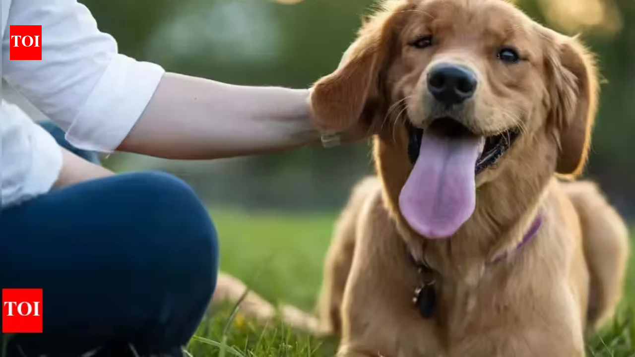 Dog lick causes fatal rabies case; experts warn of risks