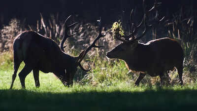 No room to roam: The cost of a crowded planet for wild animals