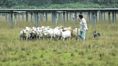 In 2013, a New Jersey teacher saw workers mowing a solar field near home and asked to bring in her sheep; by 2021, her flock had grown from 50 sheep on 15 solar acres to 450 sheep managing 85 acres