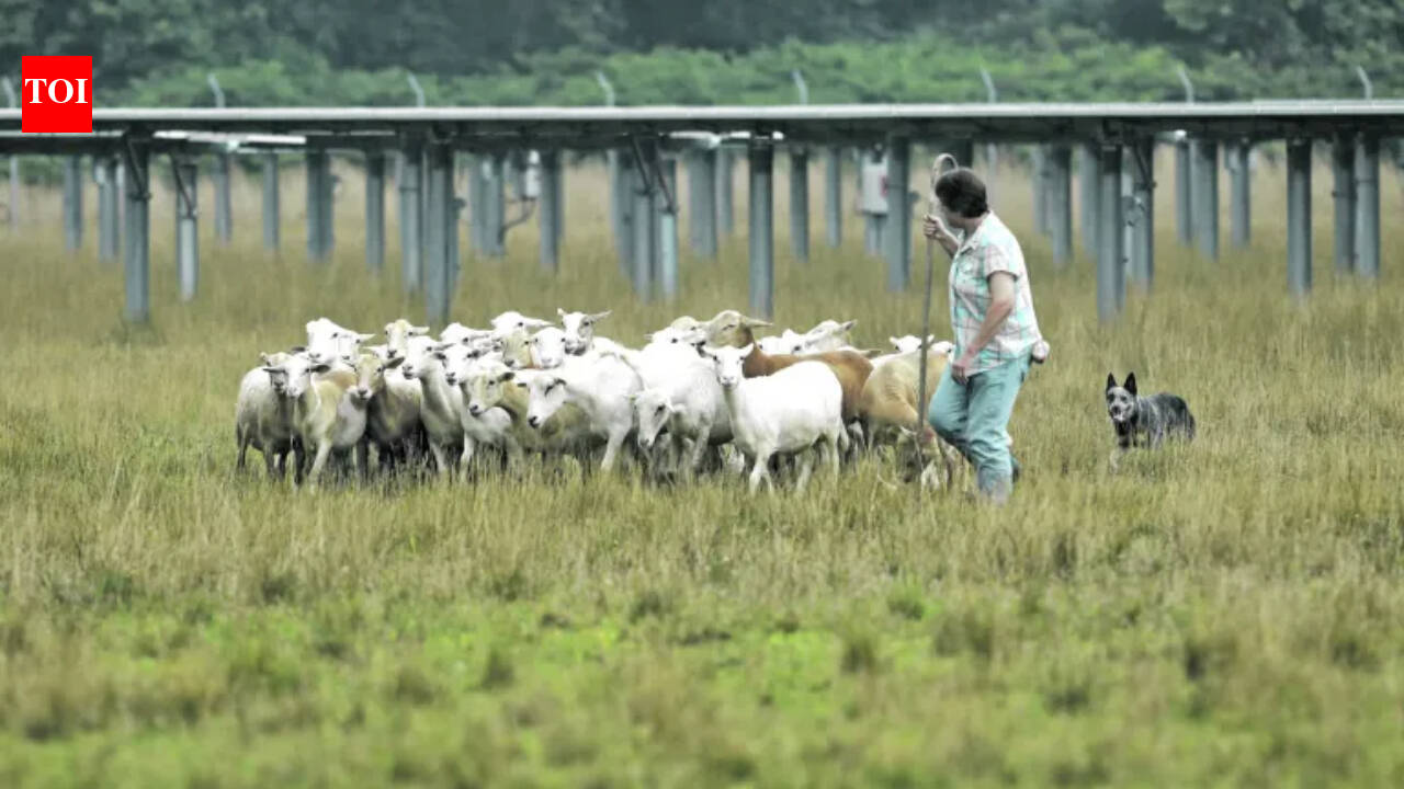 New Jersey teacher turns sheep into solar field workers, growing flock to 450