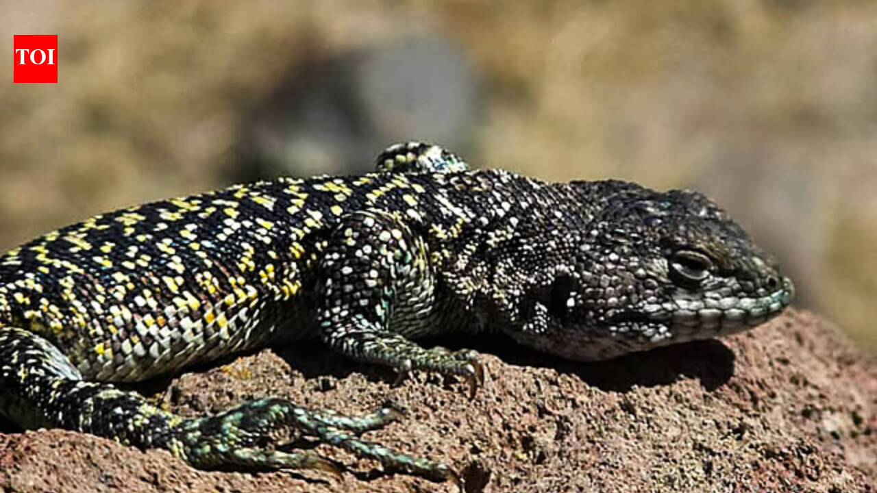 New lizard species found above 15,750 feet in Peru’s harsh Andes landscape