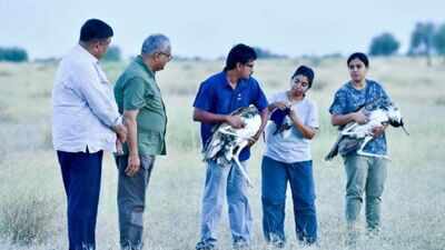 First in India: Captive-bred great Indian bustards released into wild in Jaisalmer