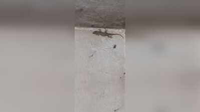 Wildlife Week 2026: Jharkhand forest officer urges respect for lizards
