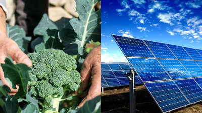 Researchers placed magenta solar panels above broccoli and found the plants used sunlight 4.5 times more efficiently while reaching similar final size and yield, although they needed 25 extra days to mature