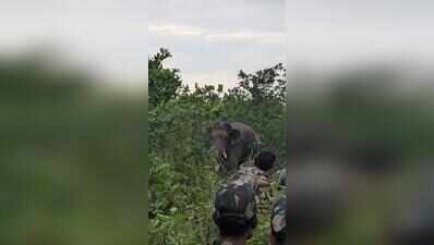 7 aggressive tuskers in Dhenkanal forest div under round-the-clock surveillance