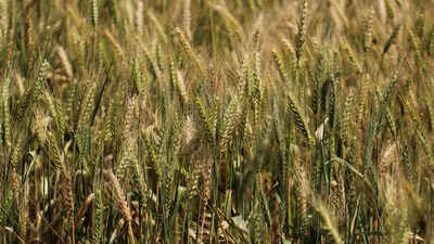 Farm groups protest low Rabi MSP hike, call it an insult