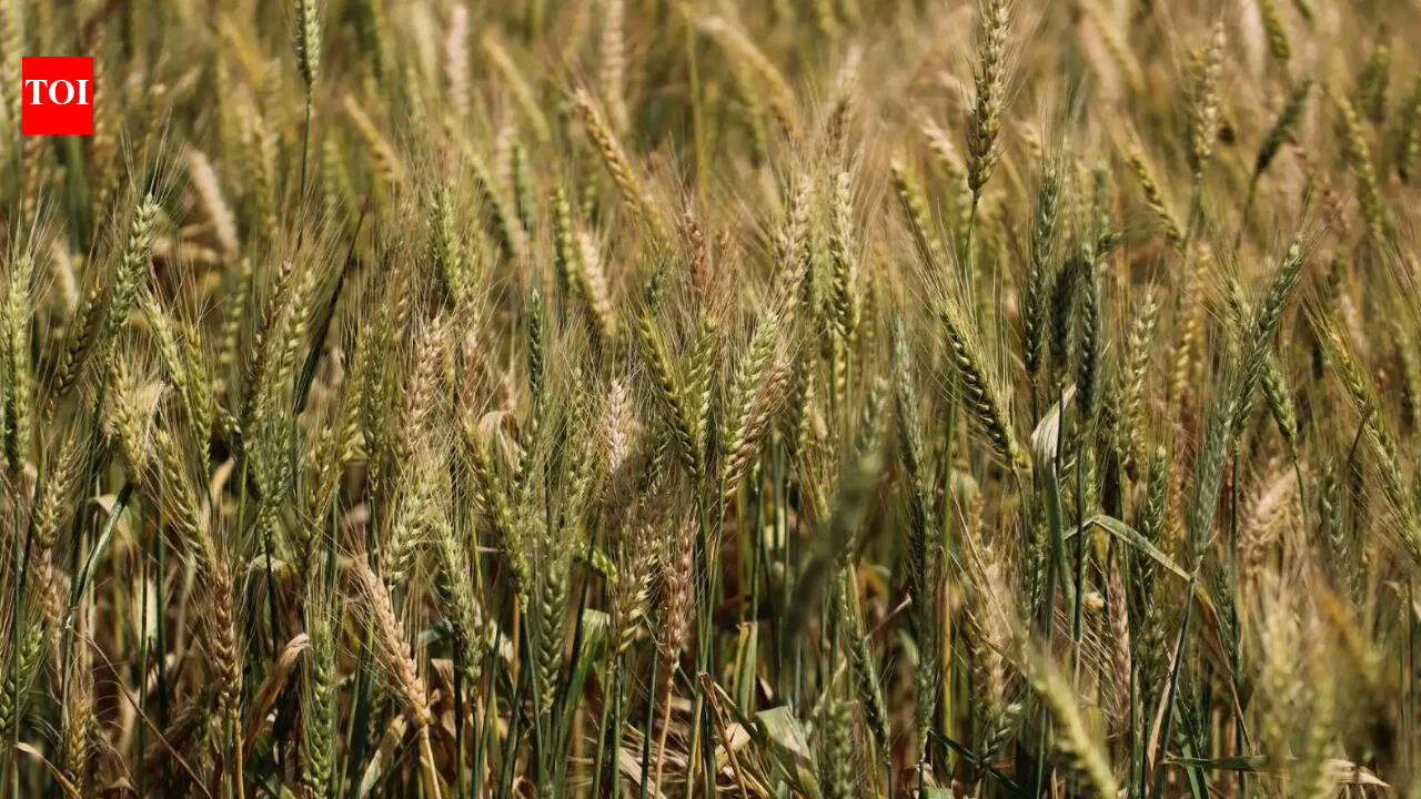 Farm groups protest low Rabi MSP hike, call it an insult