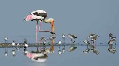 Early arrivals signal bird migration season at Muttukadu-Nemmeli