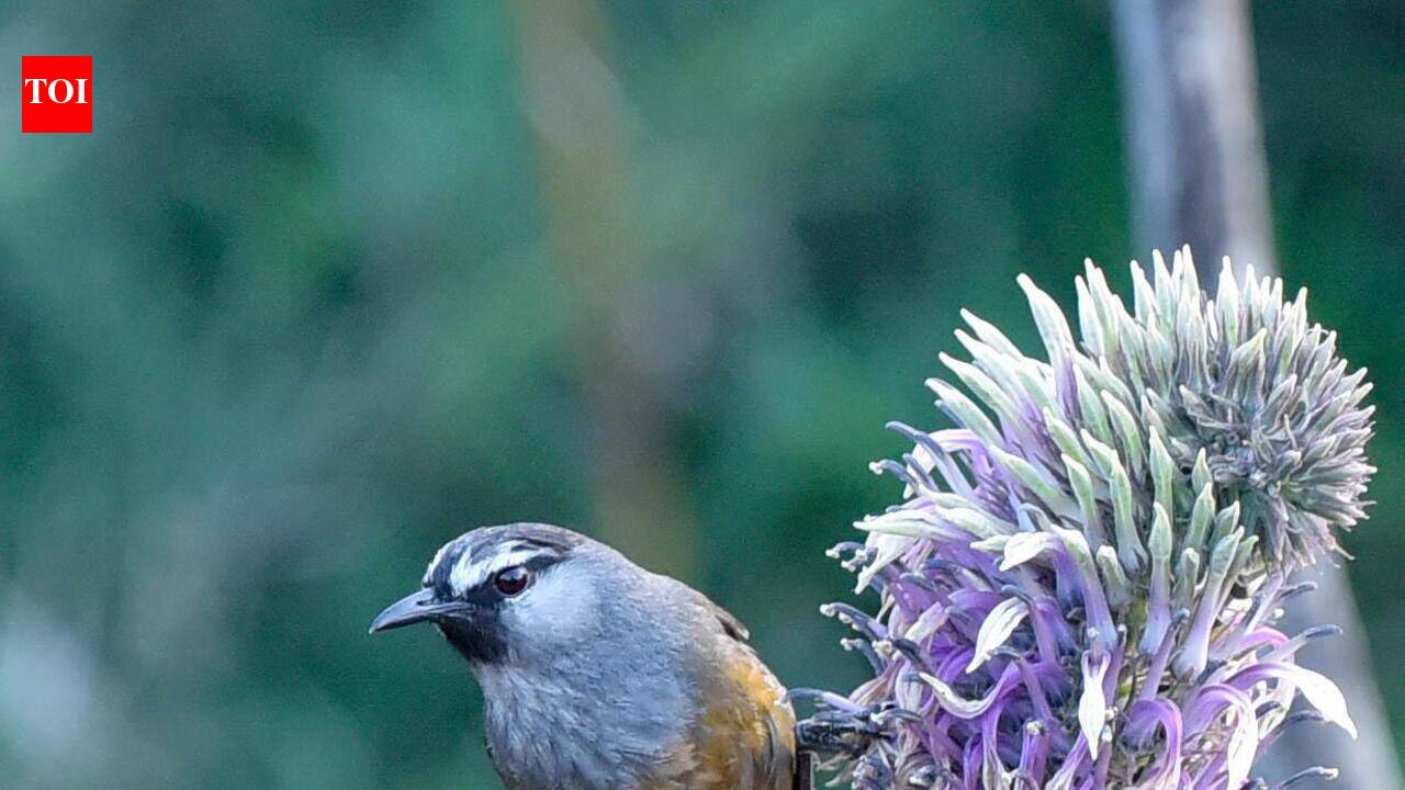 An uphill fight for a songbird