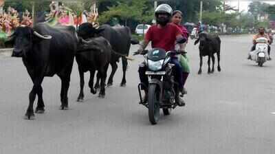 Stray cattle turn Picket, West Marredpally roads into traffic maze