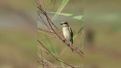 Red-tailed shrike makes rare stop at Chandu, only 4th NCR sighting