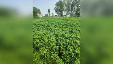 To save water, agri varsity seeks ground for groundnut in Punjab