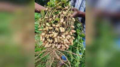 To save water, agri varsity seeks ground for groundnut in Punjab