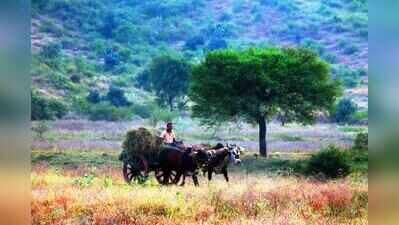 Marathwada fodder crisis looms: Beed, Jalna have just over two months of stock left