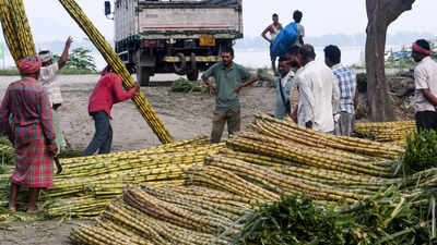 Government set to halt sugarcane juice, B-heavy molasses diversion for ethanol