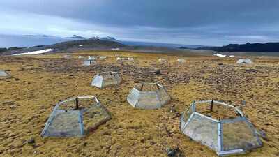 Antarctica has only 2 native flowering plants; after 7 years of warming, one slowed photosynthesis while the other increased it