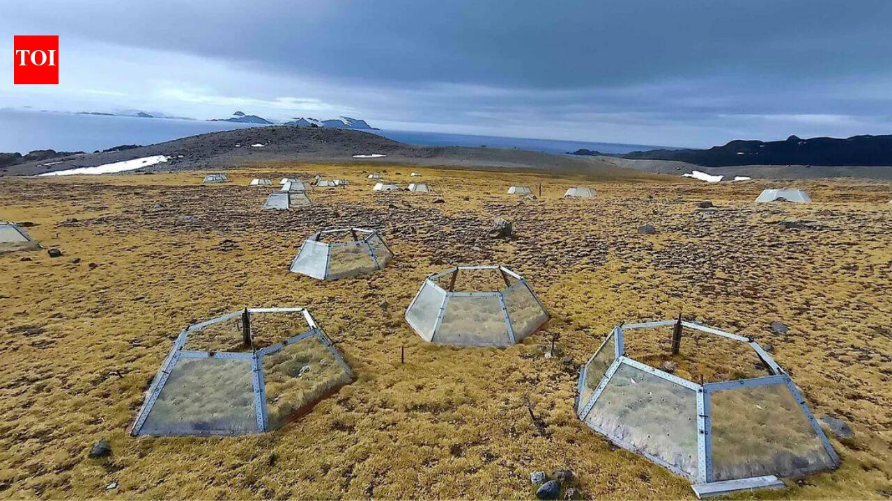 Antarctica’s 2 native flowering plants responded differently to 7 years of warming