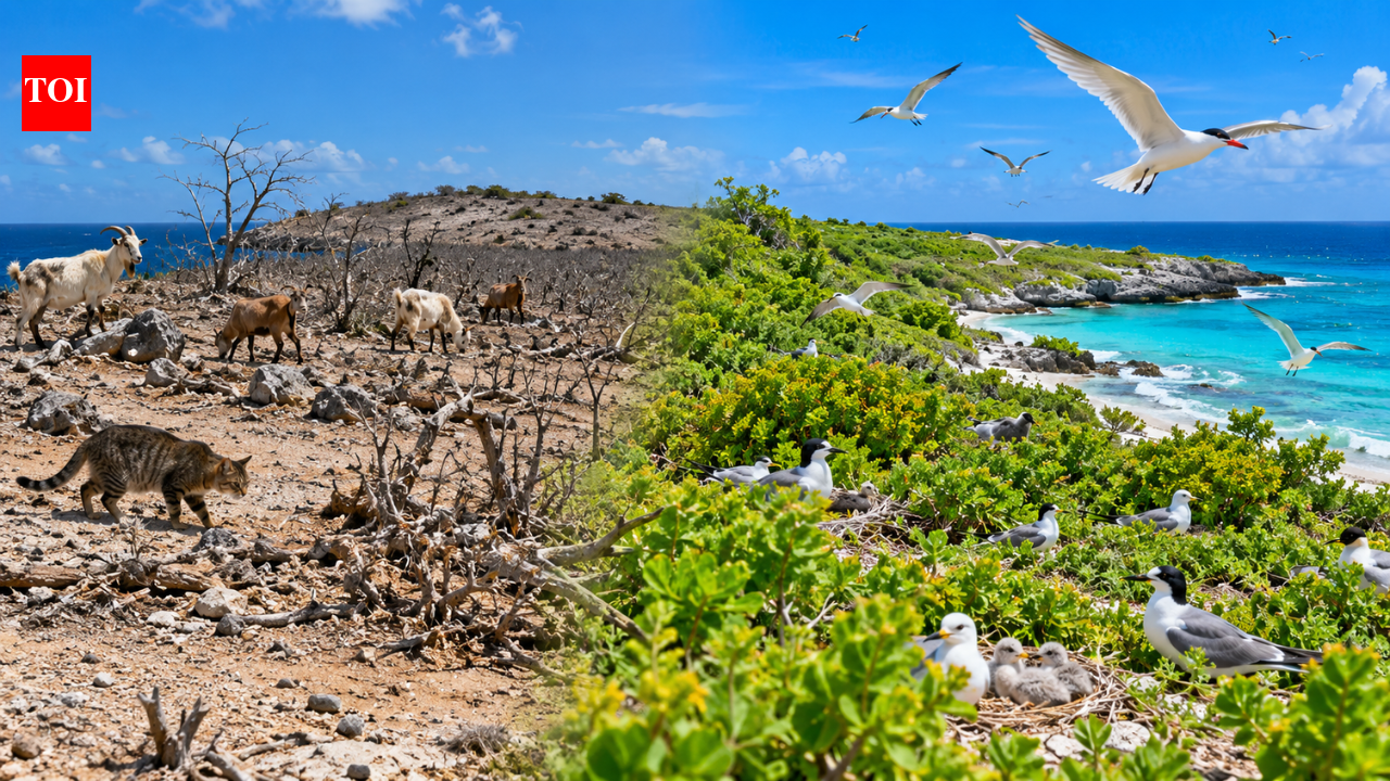 Klein Curaçao restored native plants after removing goats and cats, aiding nine bird species