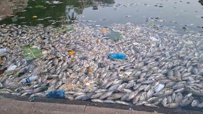 Hundreds of fish found dead in historic Mumbai's Banganga Tank, BMC calls meeting