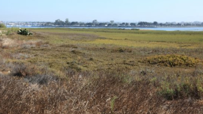 In 2011, California completed a 300-acre restoration of former San Diego salt ponds; five-year monitoring later documented 80 bird, 22 fish and 10 invertebrate species