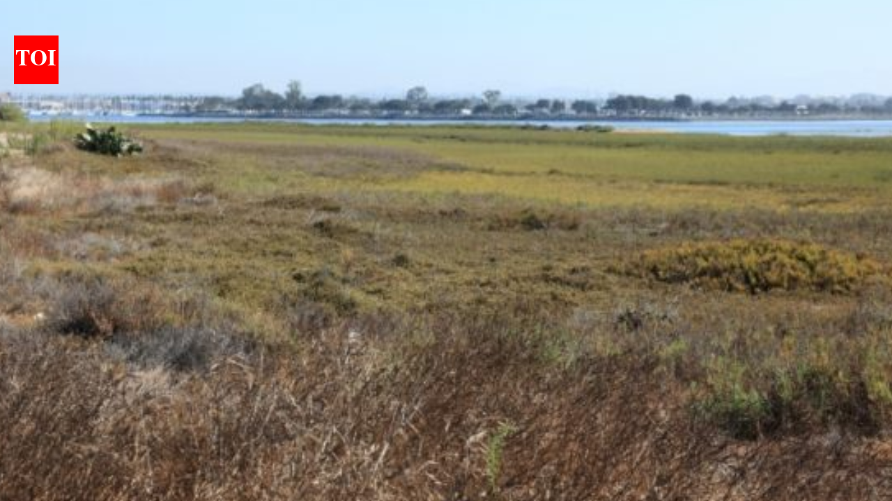 Salt Ponds Become Wetlands: Restoration revives rich habitat; 80 bird species return