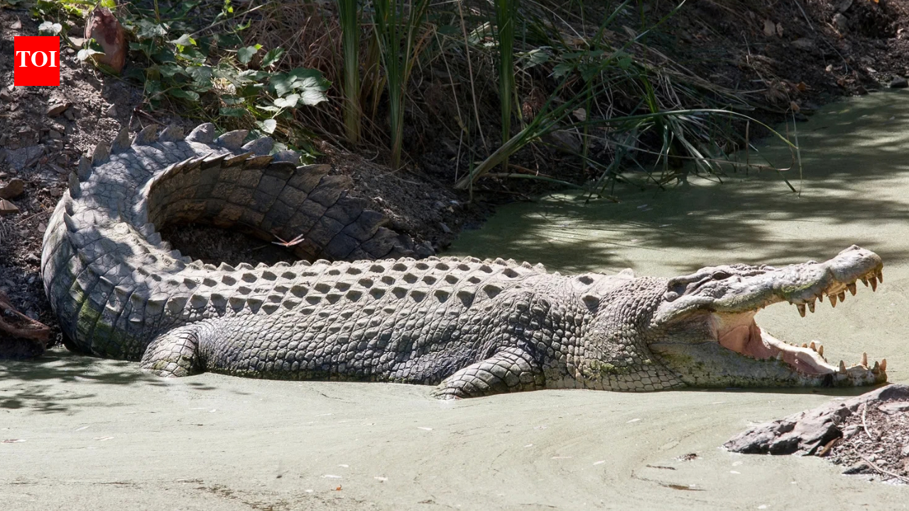 Man arrested after AI crocodile image sparks 2-day search at Singapore reservoir