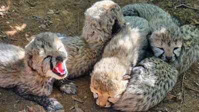 Tiny paws, big milestone: 5 cheetah cubs born at MP's Kuno National Park, India’s count reaches 60