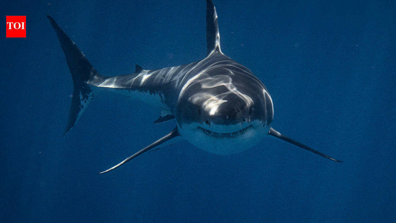Wild blacktip sharks can hear sounds from nearly 250 feet away underwater