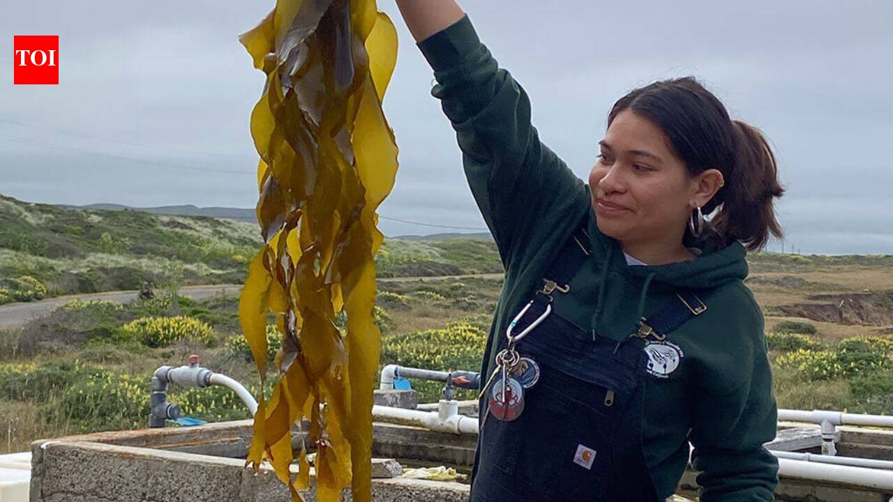 California scientists grow kelp in labs at 74,000 spores per millilitre