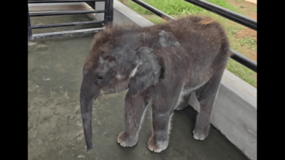 Orphaned elephant calf being monitored by veterinarians at Wildlife Transit and Treatment Centre near Coimbatore