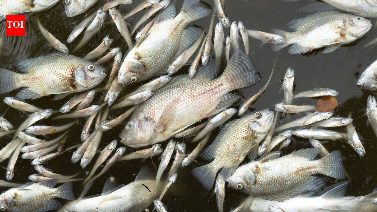 Maryland manure-lagoon overflow kills nearly 11,000 fish across 25 species, officials say
